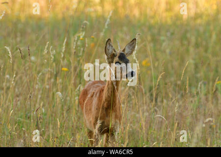 Chef de roe buck dépasse og domaine agricole avec du blé Banque D'Images