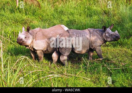 Plus une mère rhinocéros cornu et grown-up veau à Parc national de Chitwan, au Népal Banque D'Images