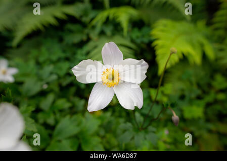 Vue rapprochée d'une fleur anemone japonais blanc avec fond vert floue Banque D'Images