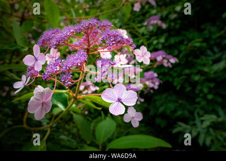 Gros plan d'une fleur d'un mauve hortensia japonais avec fond vert floue Banque D'Images