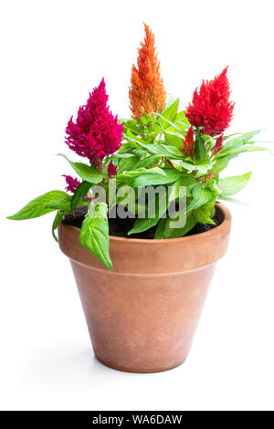 La célosie colorés dans les plantes pot de fleurs isolé sur blanc. Banque D'Images