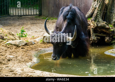 Yak sauvage prendre un bain dans une flaque d'eau, espèce de bétail tropical à partir de l'himalaya de l'Asie Banque D'Images
