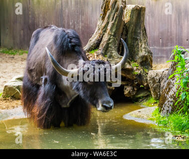 Yak sauvage libre de prendre un bain dans une flaque d'eau, espèce de bétail tropical à partir de l'himalaya de l'Asie Banque D'Images