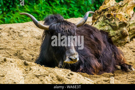 Yak sauvage portant sur le terrain en gros plan, espèce de bétail tropical à partir de l'himalaya de l'Asie Banque D'Images