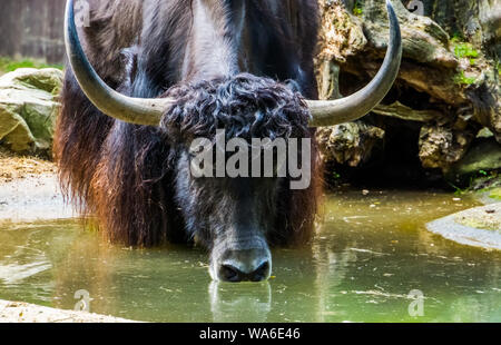 Yak sauvage de l'eau potable à partir d'une flaque d'eau, Yak avec son visage en gros plan, espèce de bétail tropical l'himalaya de l'Asie Banque D'Images