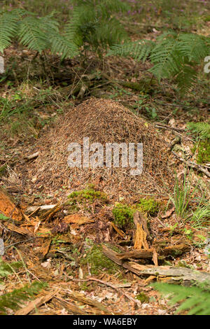 Un nid de la fourmi, Formica rufa, dans les conifères forêt dans la New Forest dans le Hampshire England UK GB. Les fourmis sont également connus comme un bois sud Banque D'Images