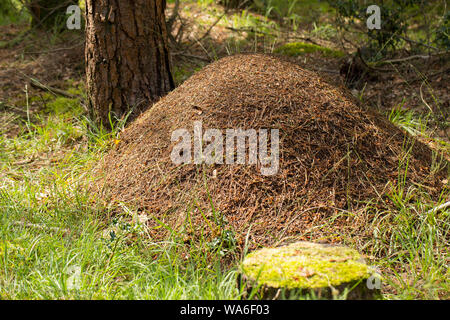 Un nid de la fourmi, Formica rufa, dans les conifères forêt dans la New Forest dans le Hampshire England UK GB. Les fourmis sont également connus comme un bois sud Banque D'Images