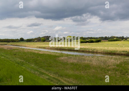 Le paysage traditionnel de Suffolk. Montrant les terres agricoles, le pâturage des moutons avec un ruisseau qui passe au milieu du paysage et de grands ciels Suffolk Banque D'Images
