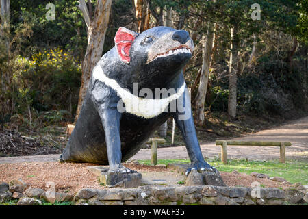 La grande Tassie Devil, Mole Creek Australie Tasmanie Banque D'Images
