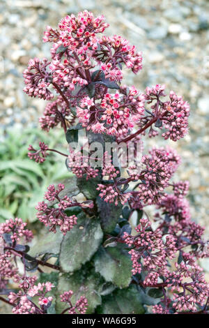 Hylotelephium telephium Sedum, Touchdown 'Breeze' Banque D'Images