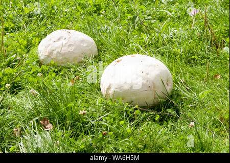 Champignons puffball blanc géant sur l'herbe Banque D'Images