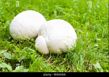 Champignons puffball blanc géant sur l'herbe Banque D'Images