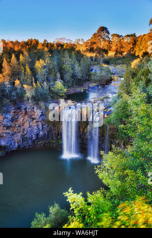 Dangar Falls dans la région de Dorrigo National Park sur la rivière de montagne cascadant vers un pool érodé au cours des millions d'années dans des roches de lave bazalt entre vivre everg Banque D'Images