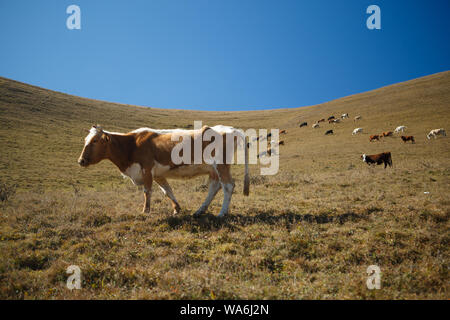 Photo de vache brune sur la colline parlementaire contre le ciel bleu Banque D'Images