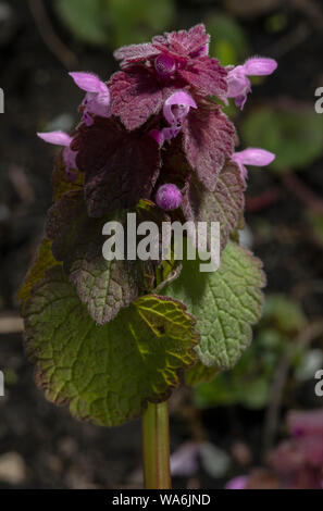 Red dead-nettle, Lamium purpureum, en fleur ; les mauvaises herbes du jardin. Banque D'Images