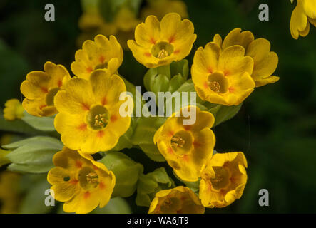 Coucou bleu, Primula veris, fleurs au printemps de prairies. Banque D'Images