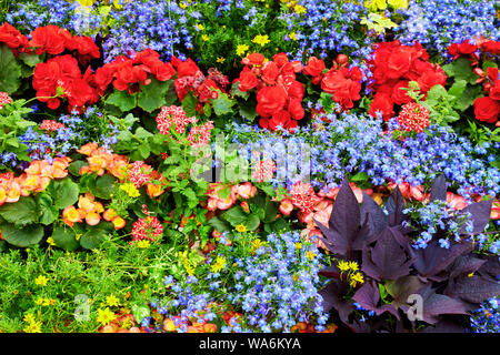 Frais colorés pétunia, bégonia et brunnera fleurs dans un parterre de jardin. Vue en gros plan. Banque D'Images