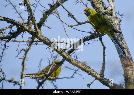 Rosella vert ou Rosella Platycercus caledonicus (Tasmanie) nourrir en Mole Creek Tasmanie, Australie Banque D'Images