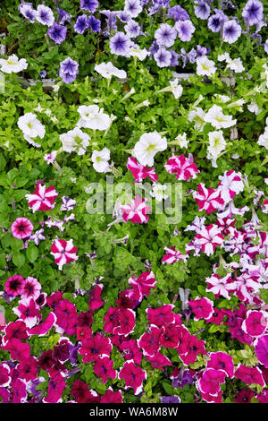 Pétunia dans un parterre de fleurs colorées. Close up Vue de dessus. Banque D'Images