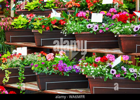 Jardin coloré des fleurs sur les étagères d'un magasin de fleurs Banque D'Images