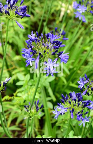 Agapanthus Northern Star. Banque D'Images