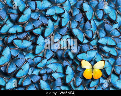 Contexte De nombreux papillons morpho peleides (bleu) et un papillon jaune (Catopsilia scylla). Banque D'Images