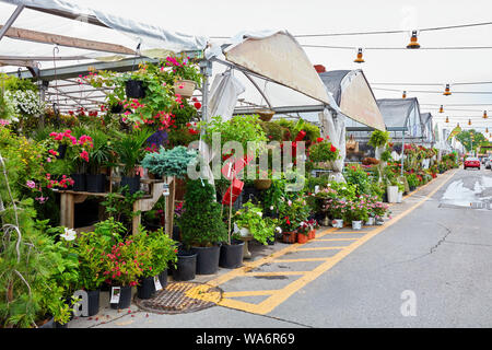 Magasins de fleurs et des serres au marché Atwater à Montréal, Québec, Canada. Banque D'Images