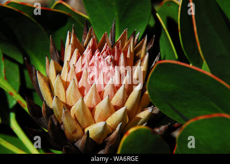 Un beau King Protea Fynbos rares dans le Harold Porter National Botanical Gardens, près de Cape Town, Afrique du Sud. Banque D'Images