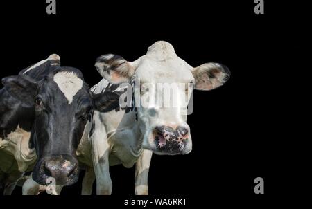 Deux vaches noir et blanc isolé sur fond noir Banque D'Images