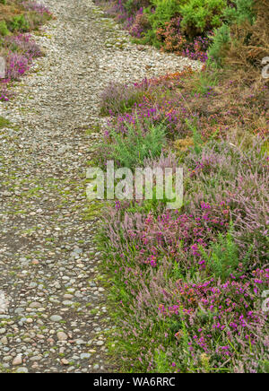 Chemin de pierres bordé de bruyères sauvages Calluna vulgaris Banque D'Images