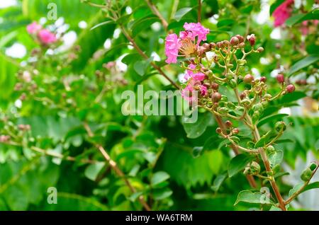 Bouquet de rose tropical ou Chaîne d'amour en fleurs fleurs rampantes mexicain sur l'arbre vert. Banque D'Images