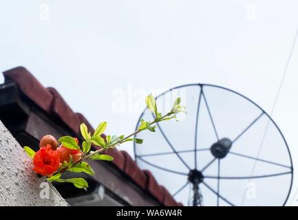 Grenade rouge frais ou Punica granatum fleur qui s'épanouit sur le mur. L'un des fruits les plus populaires dans le monde. Banque D'Images