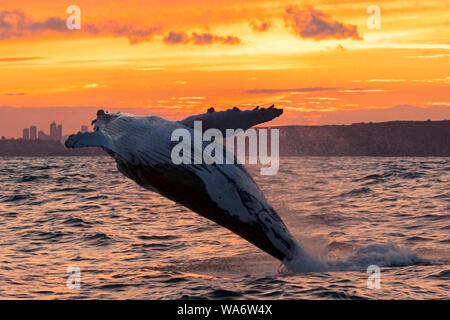 Coucher du soleil orange violer whale à Sydney, Australie Banque D'Images