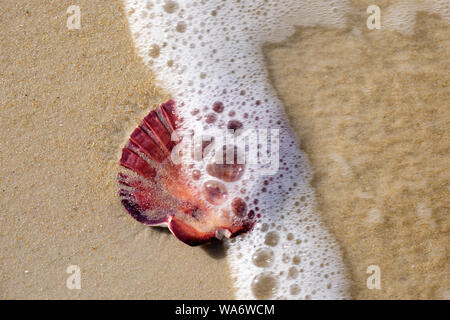 Belle plage de sable beige sur coquillage saisi par une vague mousseuse, parc national de Freycinet, Tasmanie Australie Banque D'Images