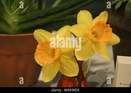 des jonquilles jaunes vibrantes en pleine floraison se développent dans une serre Banque D'Images