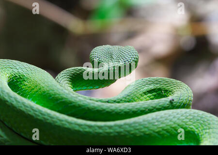 Vue arrière grand-eyed Green Pit Viper (Trimeresurus macrops) l'espèce endémique de l'Asie du sud-est Banque D'Images