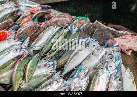 Les poissons dans les couleurs différemment sur un marché à Victoria, capitale des Seychelles Banque D'Images