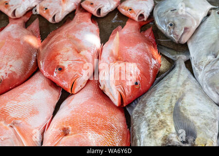 Les poissons dans les couleurs différemment sur un marché à Victoria, capitale des Seychelles Banque D'Images