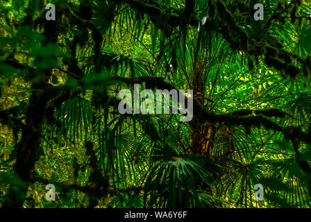 Contexte - forêt subtropicale, if-buis grove avec des troncs moussus Banque D'Images