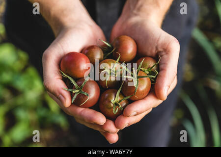 Les légumes frais biologiques récoltés. Les agriculteurs mains tenant les tomates cerise dans le jardin. close up Banque D'Images