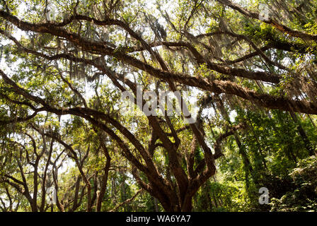 La route pittoresque bordée de plus de quatre cents chênes vivants qui s'accrochent sur l'avenue Oak mène directement au site historique de Wormsloe et aux plantations Banque D'Images