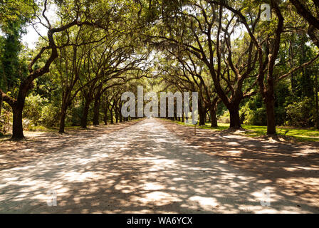 La route pittoresque bordée de plus de quatre cents chênes vivants qui s'accrochent sur l'avenue Oak mène directement au site historique de Wormsloe et aux plantations Banque D'Images