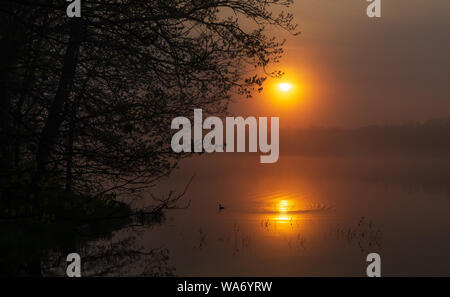 Le harle couronné femelle nage dans le reflet de le soleil matinal. Banque D'Images