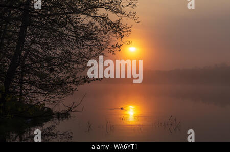 Le harle couronné femelle nage dans le reflet de le soleil matinal. Banque D'Images