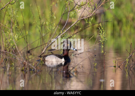 Drake fuligule à nager dans un lac du nord du Wisconsin. Banque D'Images