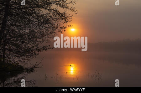 Le harle couronné femelle nage dans le reflet de le soleil matinal. Banque D'Images