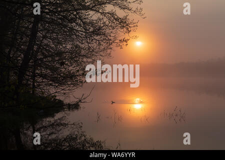 Le harle couronné femelle nage dans le reflet de le soleil matinal. Banque D'Images