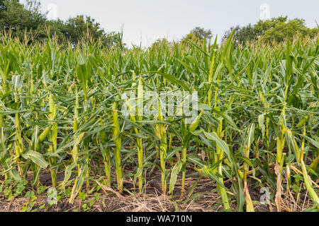 Champ de maïs les dommages causés par les cerfs de manger les tiges et les feuilles vers le bas à l'oreille Banque D'Images