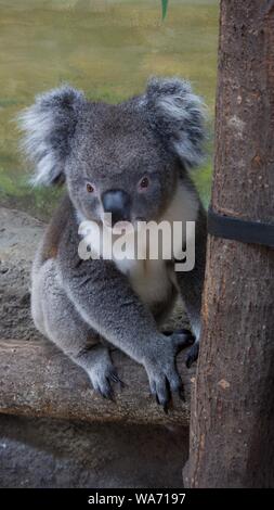 Longleat Safari Park août 2019 Aventure - Photos prises à Longleat Wiltshire Banque D'Images