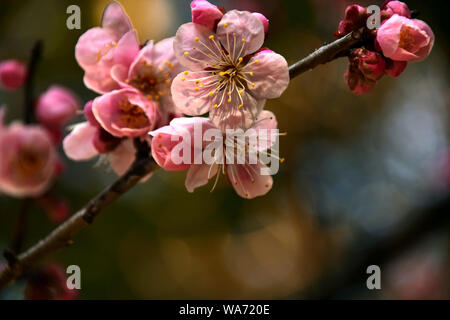 Japanese cherry blossom Banque D'Images